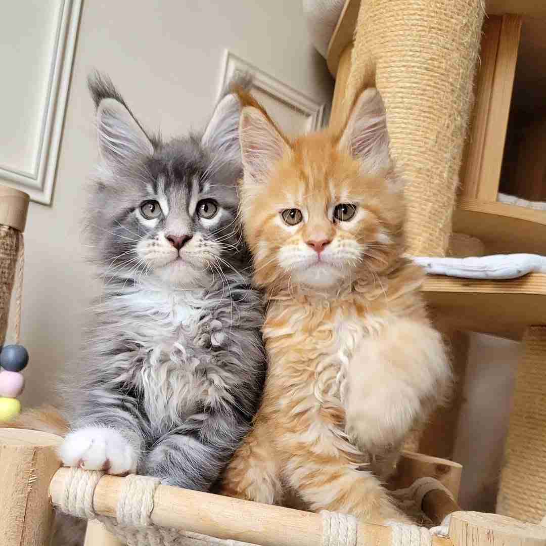Sweet Maine Coon Kittens Available for Adoption — Bring Home a Gentle Giant!