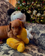 Our six weeks old Jack