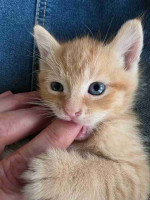 Maincoon kittens for adoption and rehoming