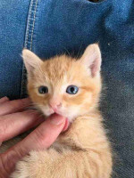Maincoon kittens for adoption and rehoming
