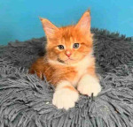 Adorable mainecoons kittens for adoption