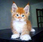 Adorable mainecoons kittens for adoption