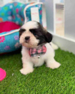 Shih tzu puppy for Adoption