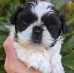 Male 9 weeks old ready for adoption now