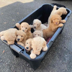 Golden doodle puppies for rehoming