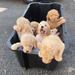 Golden doodle puppies for rehoming