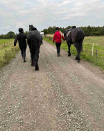 I Am Selling Friesian Mare and Gelding