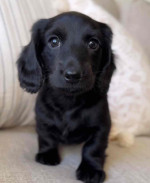 Dachshund puppies for adoption and rehoming