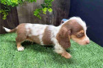 Dachshund puppies
