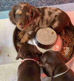 Dachshund puppies