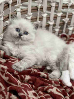 READY TO GO! Pure Ragdoll kittens ready to leave