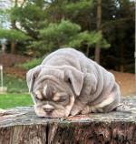 🏡🐾 Adorable English Bulldog puppies ready to join loving families! 💕 Vet-checked, healthy, and full of cuddles. Message me for more info! 🐶❤️