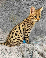 Vaccinated Bengal and savannah kittens for sale now with papers
