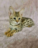 Vaccinated Bengal and savannah kittens for sale now with papers