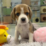 Beagle girl