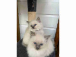 READY TO GO! Pure Ragdoll kittens ready to leave now