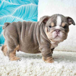 English bulldog