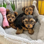FREE PUPPIES@ they are yorkies mixed with love!! We can't keep 5 puppies sadly.. so they are in need of good homes!!. Only rehoming fee please dm me
