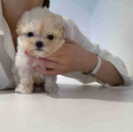"Tiny Teacup Poodles - Cute Puppies Looking for Homes"