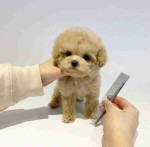 "Teacup Poodle Babies - Sweet & Lovable Companions"