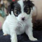 Papillon lover’s