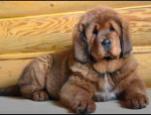 Tibetan Mastiff for sale