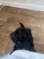 Black poodle puppy available for adoption and rehoming
