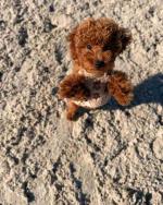 Black poodle puppy available for adoption