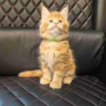Maine coon kitten