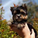 Great loving and charming puppies yorkie