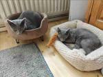 Adorable Russian blue kittens ready to be re-home