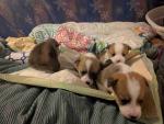 Corgi Puppies!