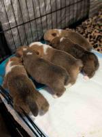 Corgi Puppies!
