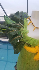 Custom Made Ladies Banana Tree Costume w/head piece