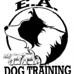 BORDER COLLIE TRAINING